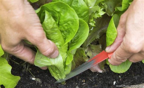 comment planter une salade